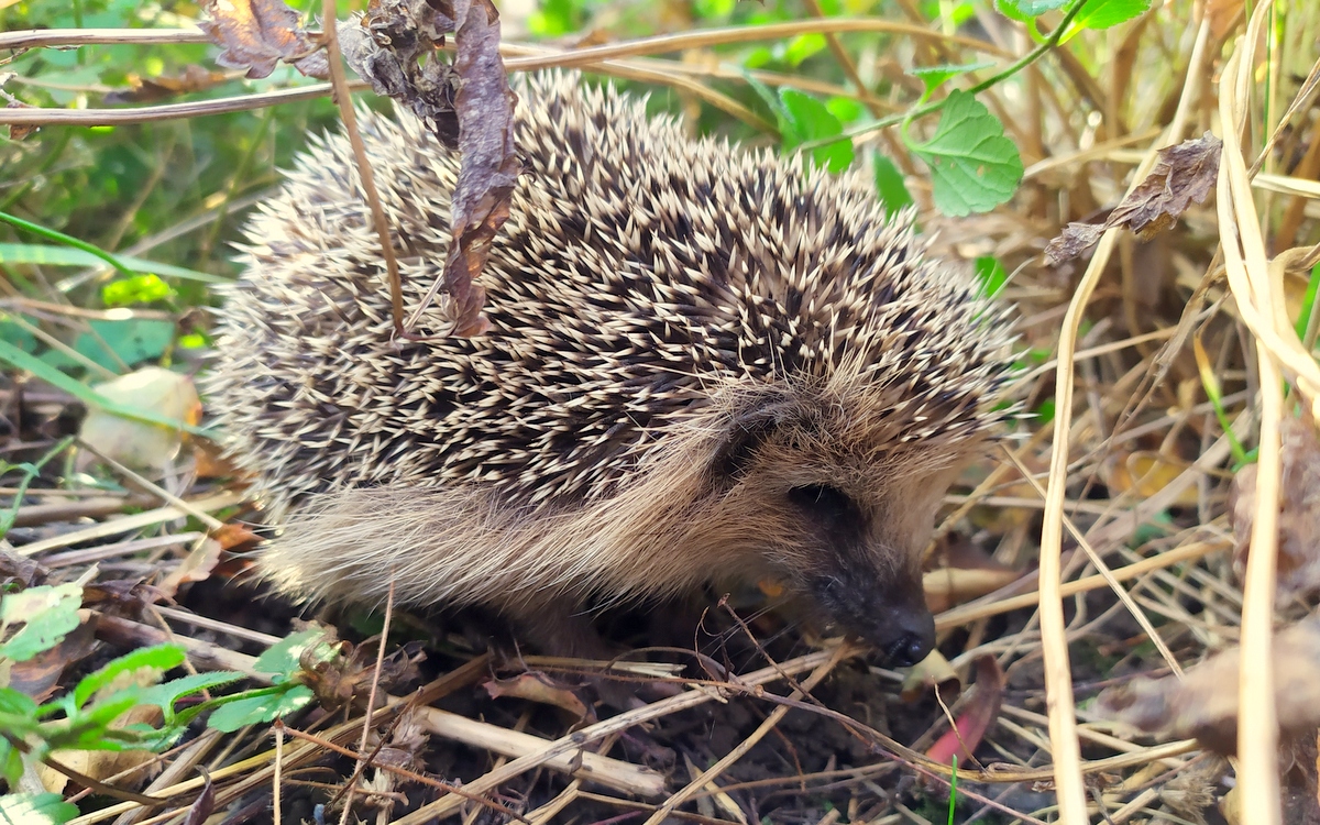 IGEL